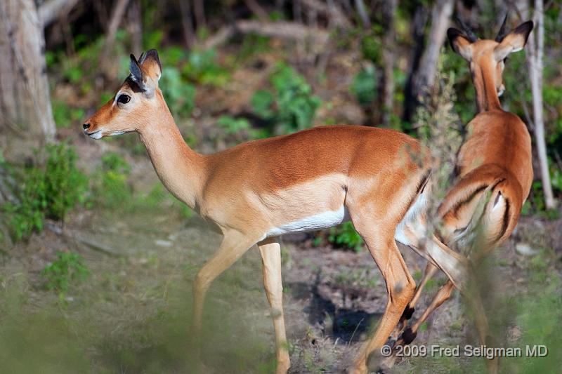 20090615_170831 D300 X1.jpg - Springbok (Gazelle)